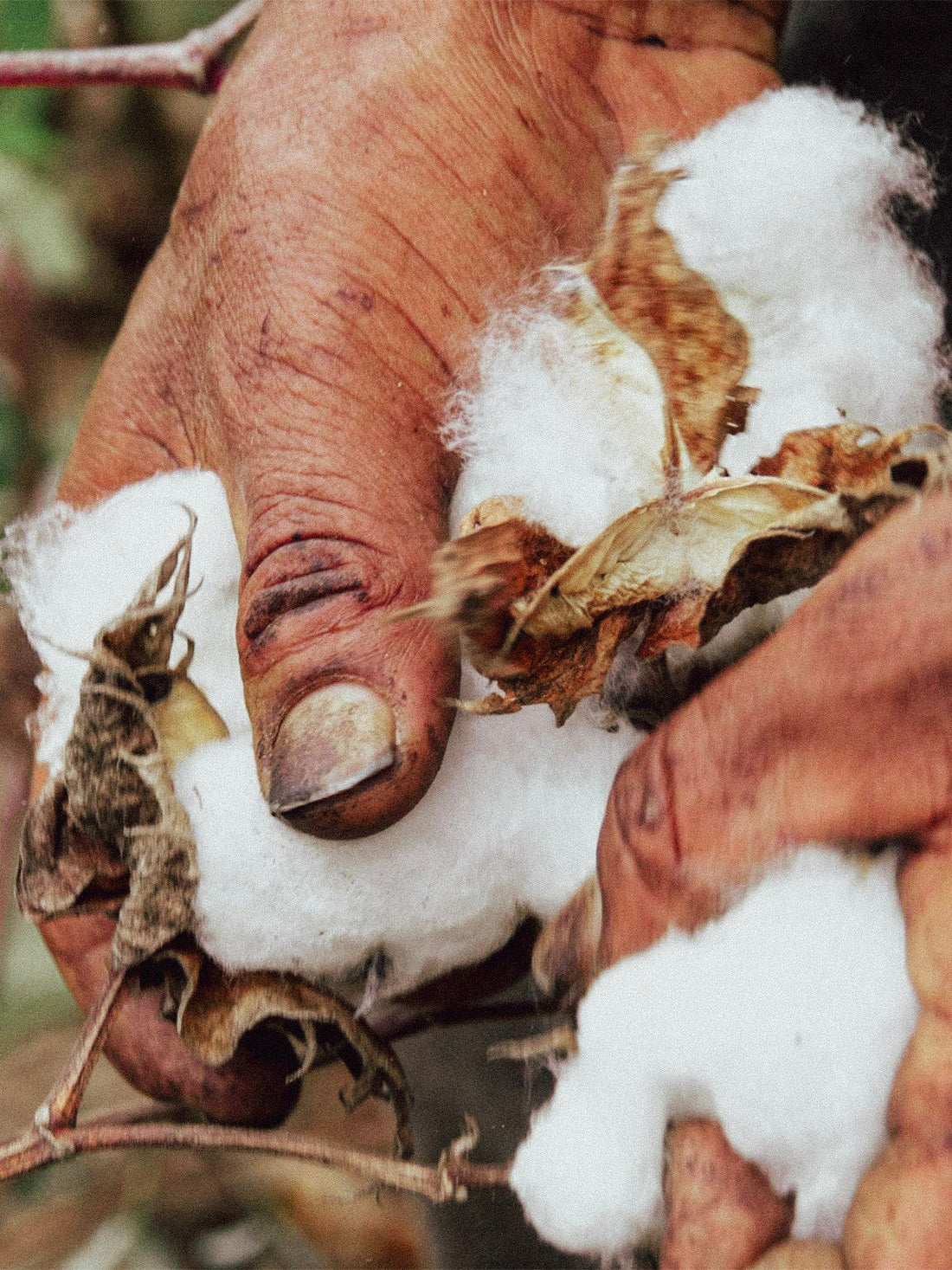 Algodão Pima — A Matéria da Pureza
